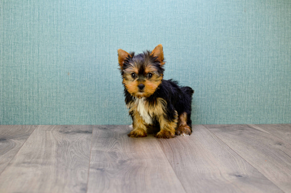 Meet Rocky - our Yorkshire Terrier Puppy Photo 