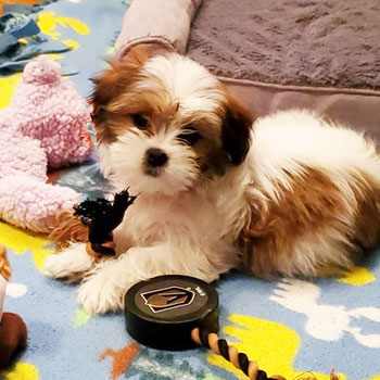 brown and white malshi dog with straight hair