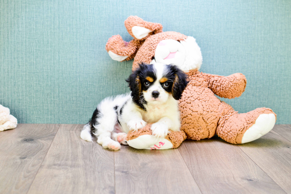 Cute Cavalier King Charles Spaniel Lotto: 2lb 4oz Purebred Puppy
