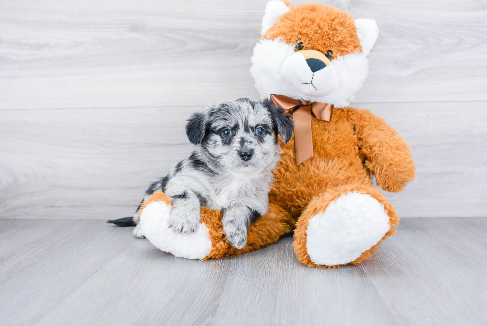 Meet Mowgli - our Mini Aussiedoodle Puppy Photo 2/4 - Premier Pups