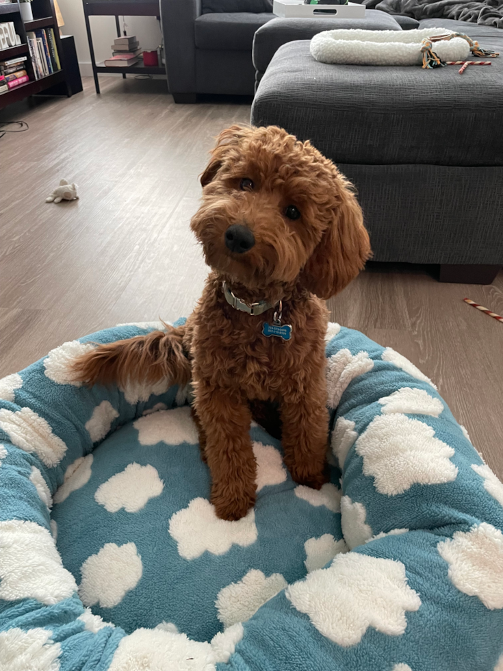 adult mini goldendoodle sitting on a blue and white dog bed