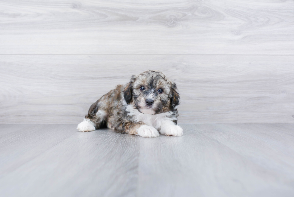 Meet Kyle - our Mini Aussiedoodle Puppy Photo 3/4 - Premier Pups