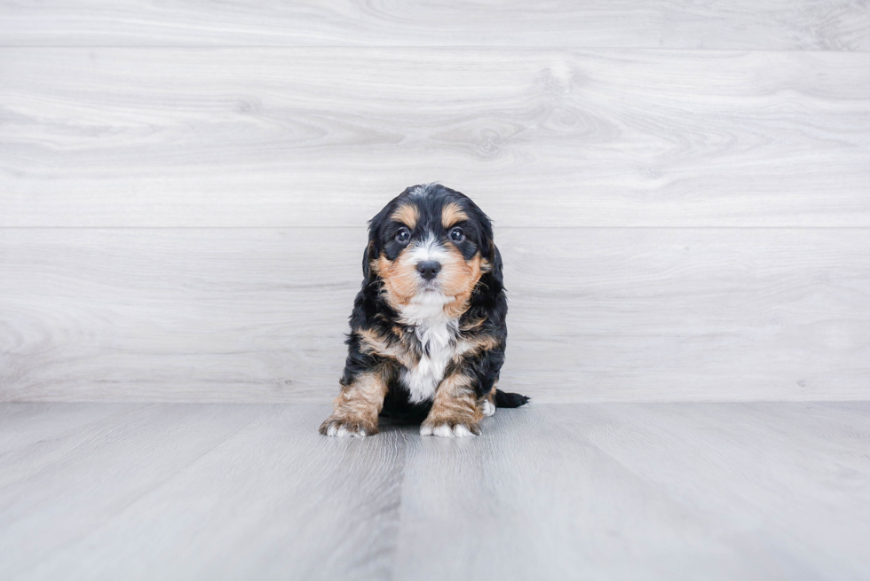Meet Bernedette - our Mini Bernedoodle Puppy Photo 3/3 - Premier Pups