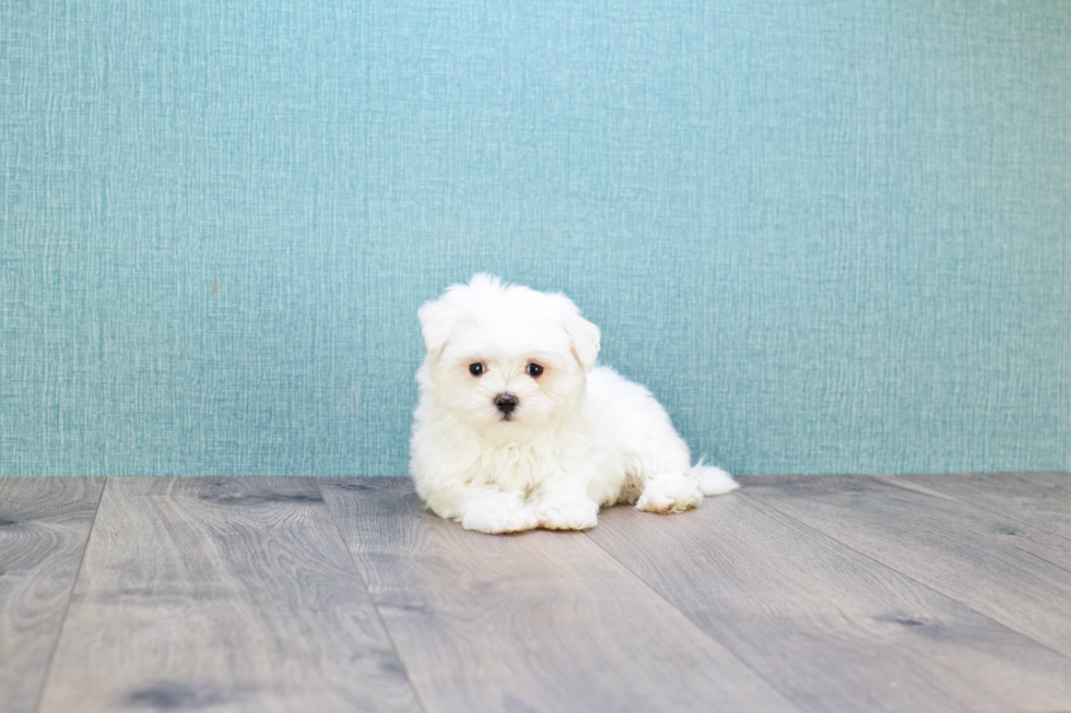 Playful Maltese Purebred Pup