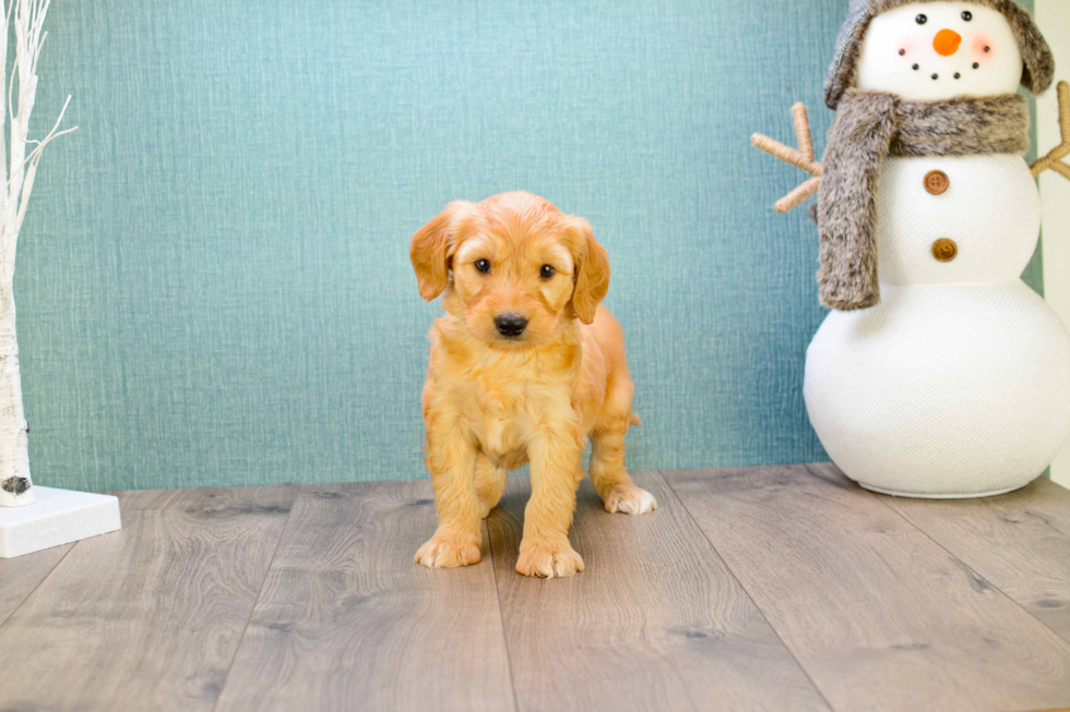 Meet Miniature-Rover - our Mini Goldendoodle Puppy Photo 
