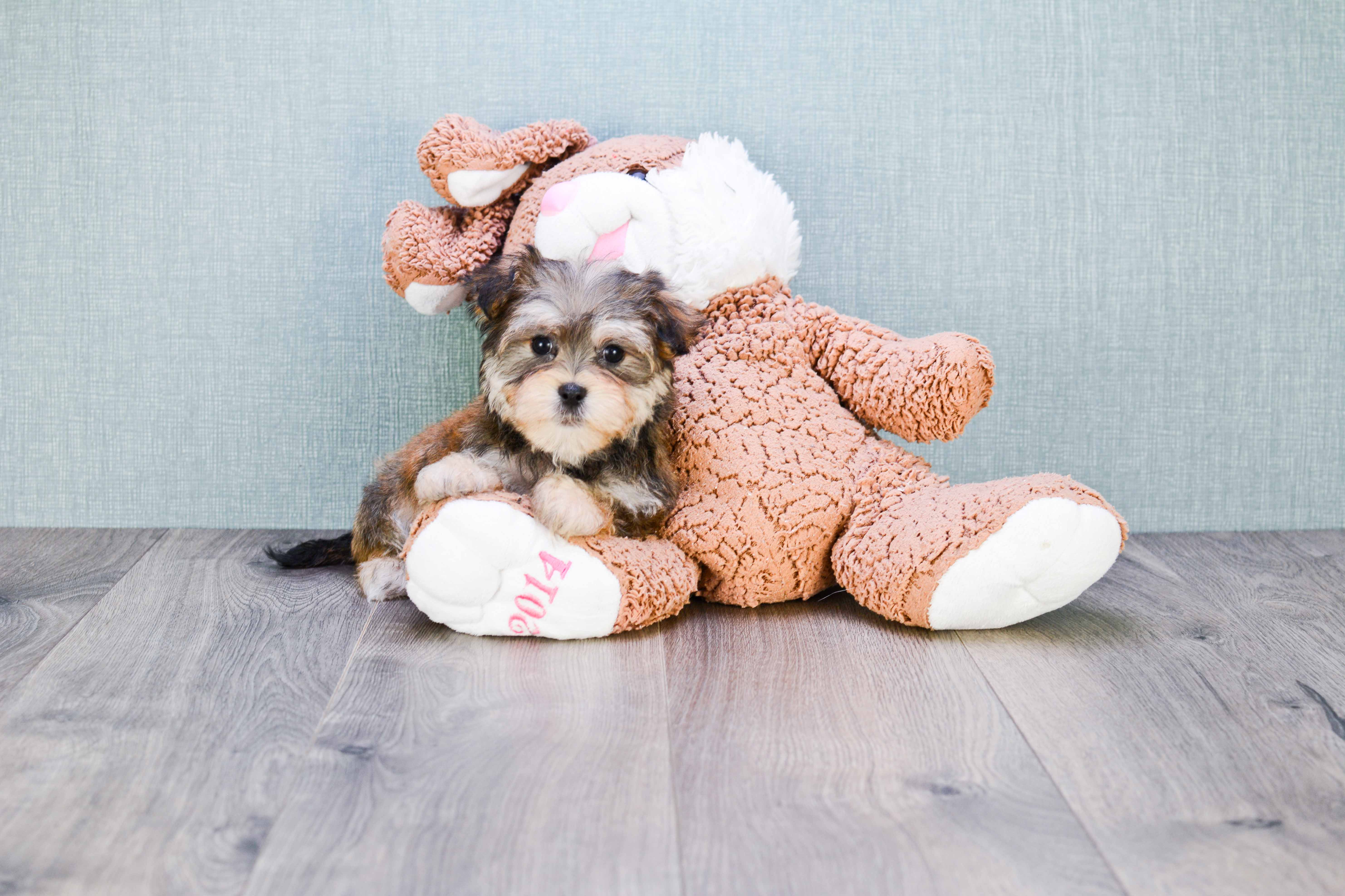 Morkie Puppies For Sale On The Spot Adoption In Ohio US Shipping   05ebfb87 3a5f 4494 94af 0f0e41d2d4ad 