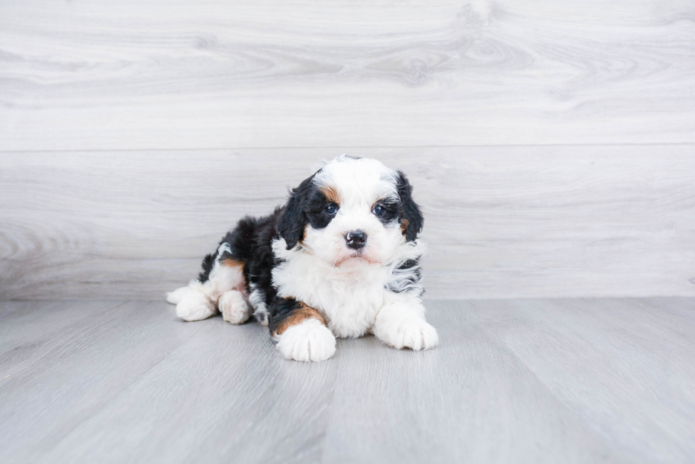 Meet Sedona - our Mini Bernedoodle Puppy Photo 3/3 - Premier Pups