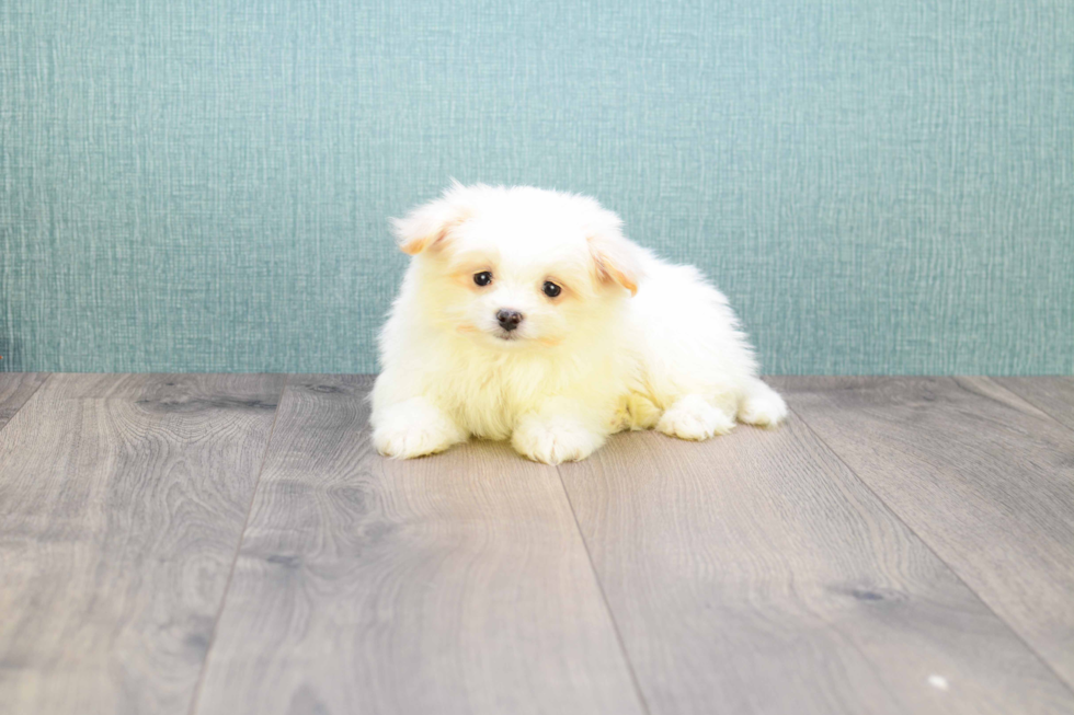 Maltipom Pup Being Cute