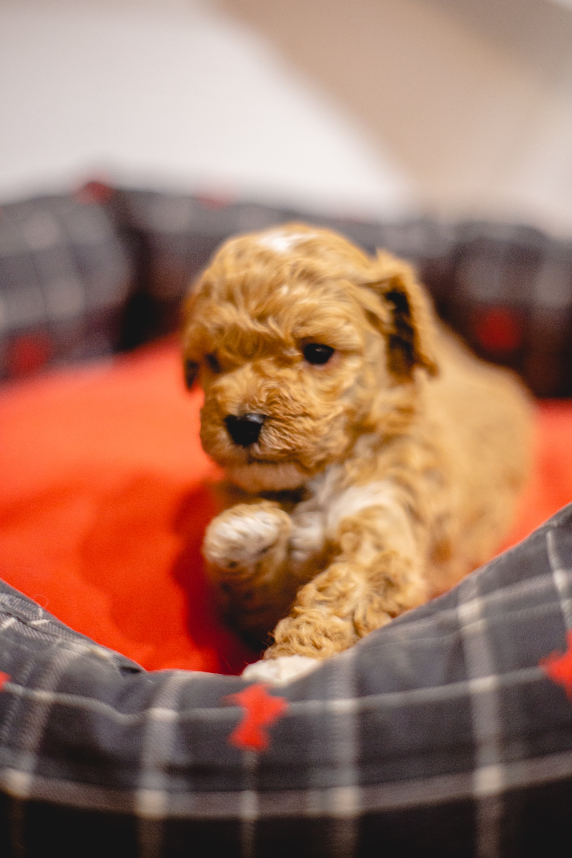brown and white doodle puppy on dog bed