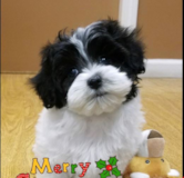 Funny Maltipoo Pup