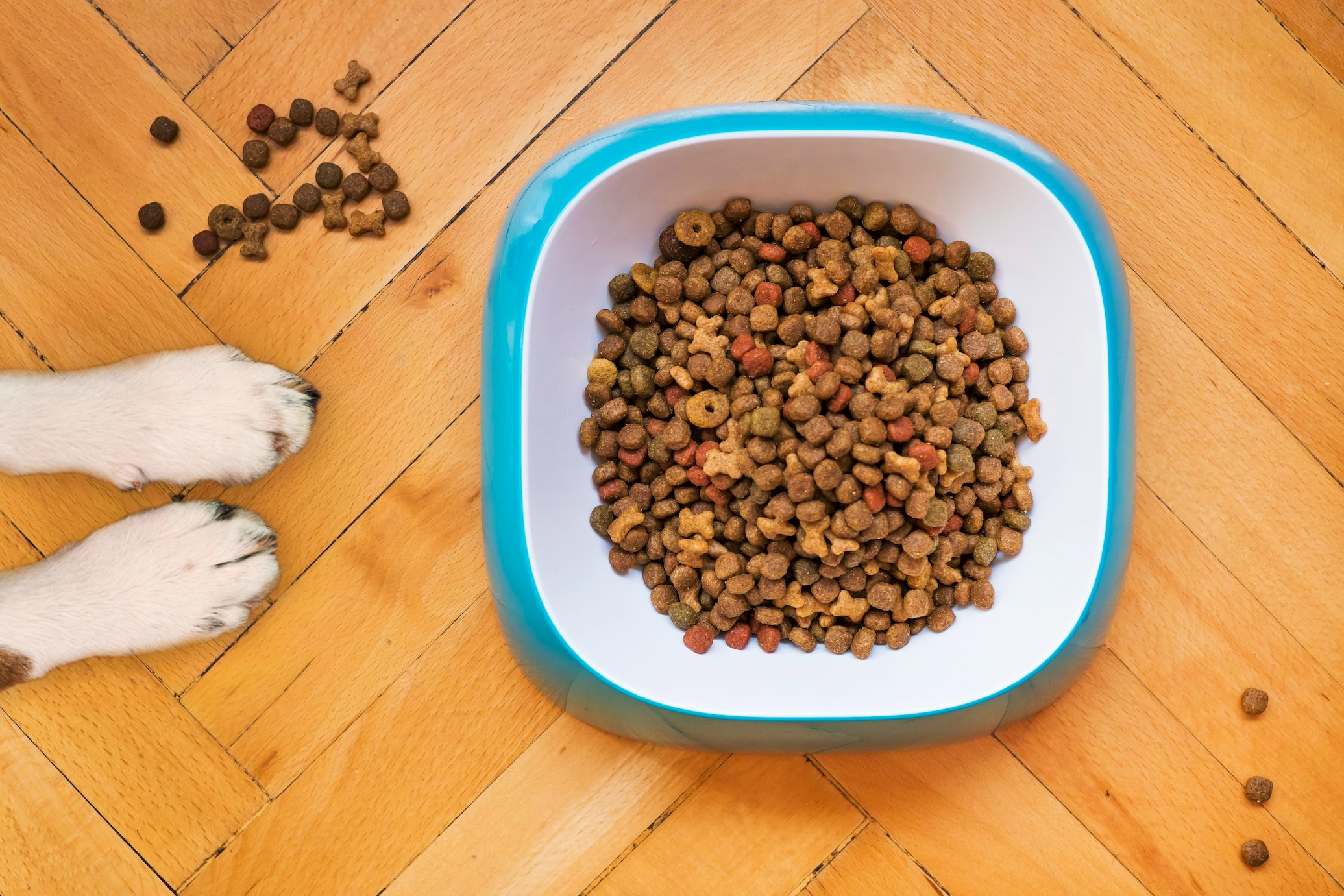 puppy paws next to a food bowl on wooden flooring