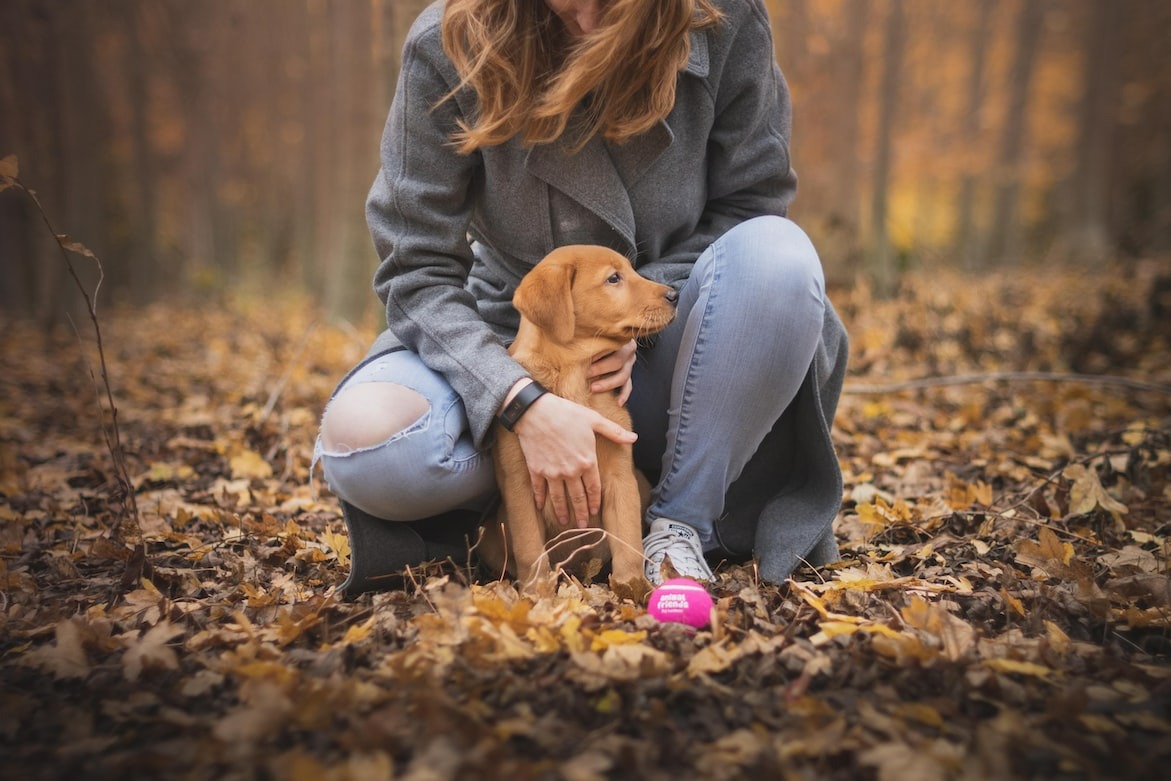 Expressive dog reacting to human emotions showcasing its emotional intelligence