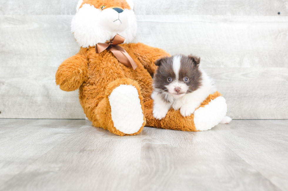 Pomeranian puppies for sale Teacup breed Pom puppies for sale in Ohio