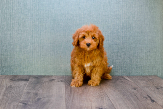 Fluffy Mini Goldendoodle Poodle Mix Pup