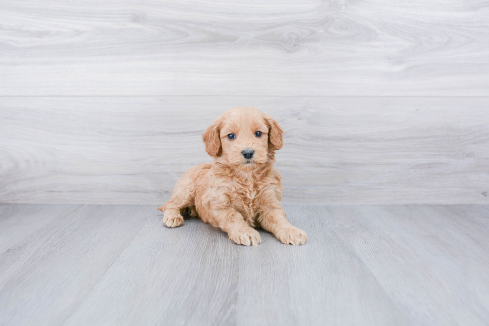 Meet Sawyer - our Mini Goldendoodle Puppy Photo 3/3 - Premier Pups