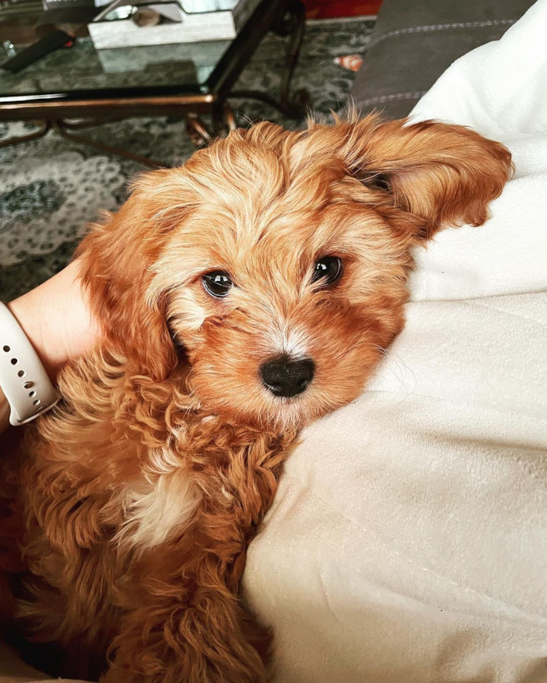 toy cavapoo cuddling with a human