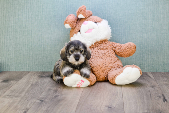 Mini Schnauzer Puppy for Adoption