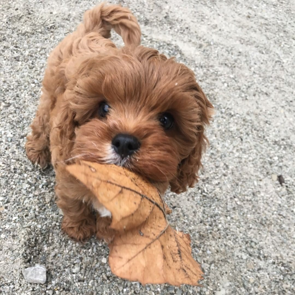 cavapoo with a leaf in its mouth