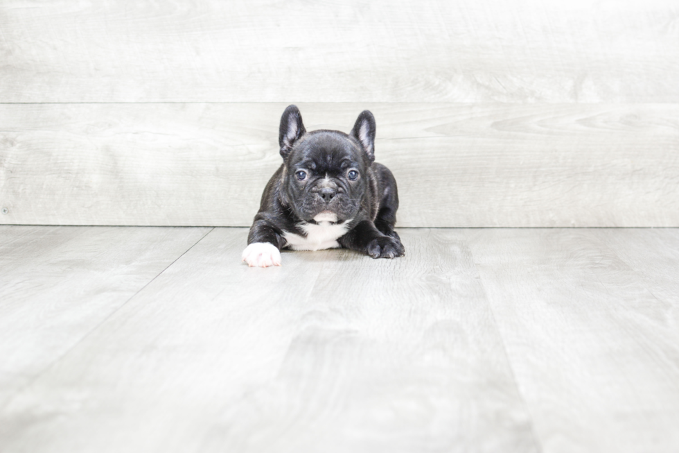 Meet Thor - our French Bulldog Puppy Photo 4/4 - Premier Pups