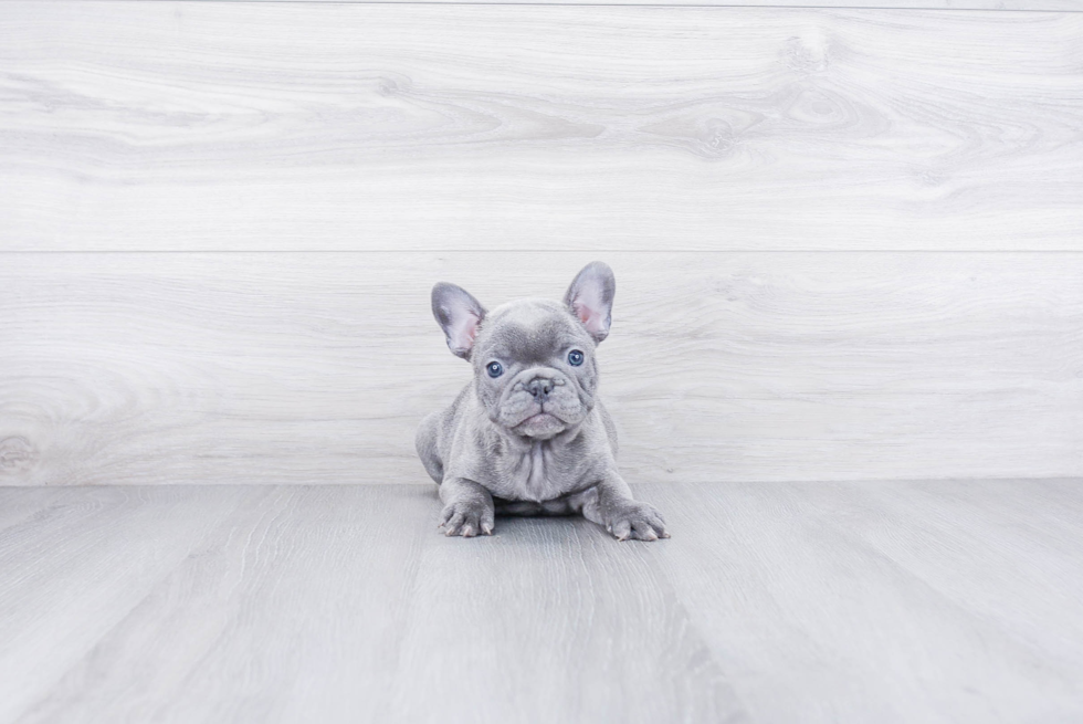 French Bulldog Pup Being Cute