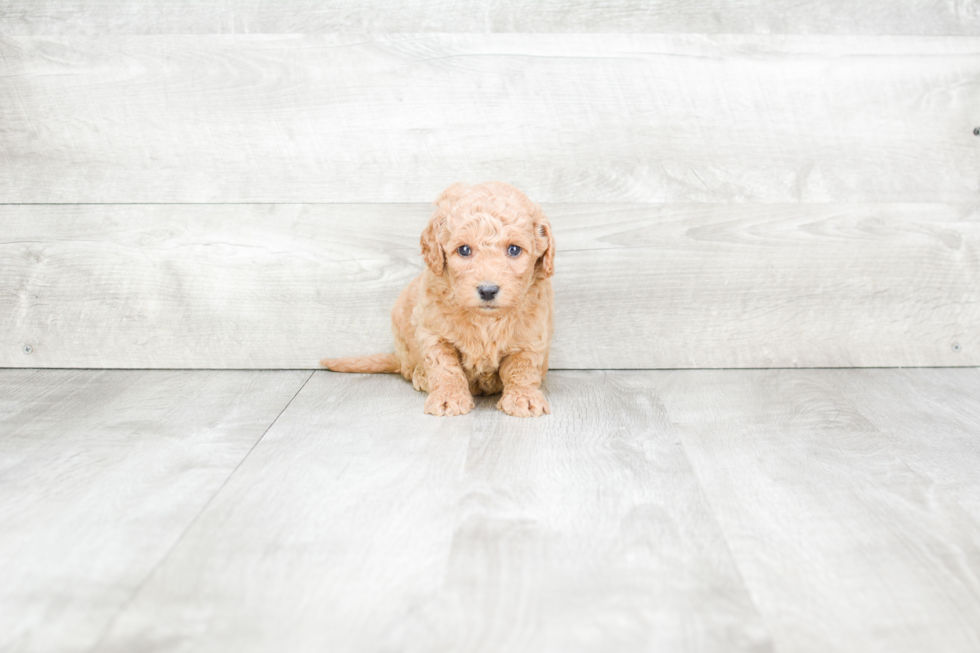 Meet Sassy - our Mini Goldendoodle Puppy Photo 3/3 - Premier Pups