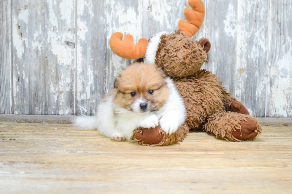 Pomeranian puppies for sale Teacup breed Pom puppies for sale in Ohio