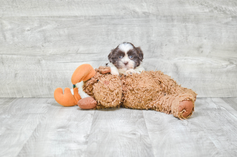 toy teddy bear puppies for sale