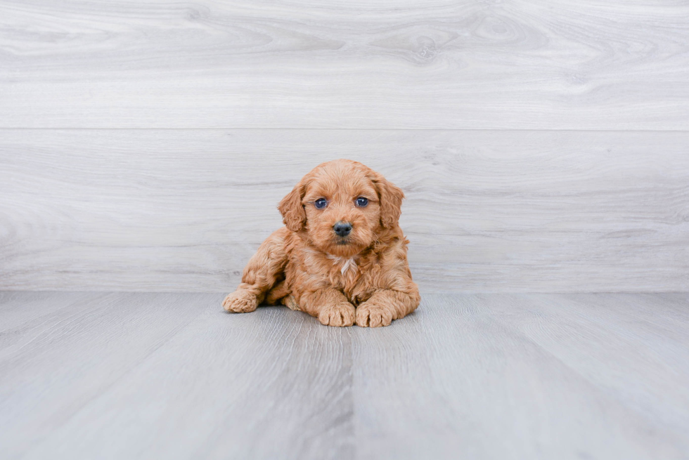 Meet Sloane - our Mini Goldendoodle Puppy Photo 1/3 - Premier Pups