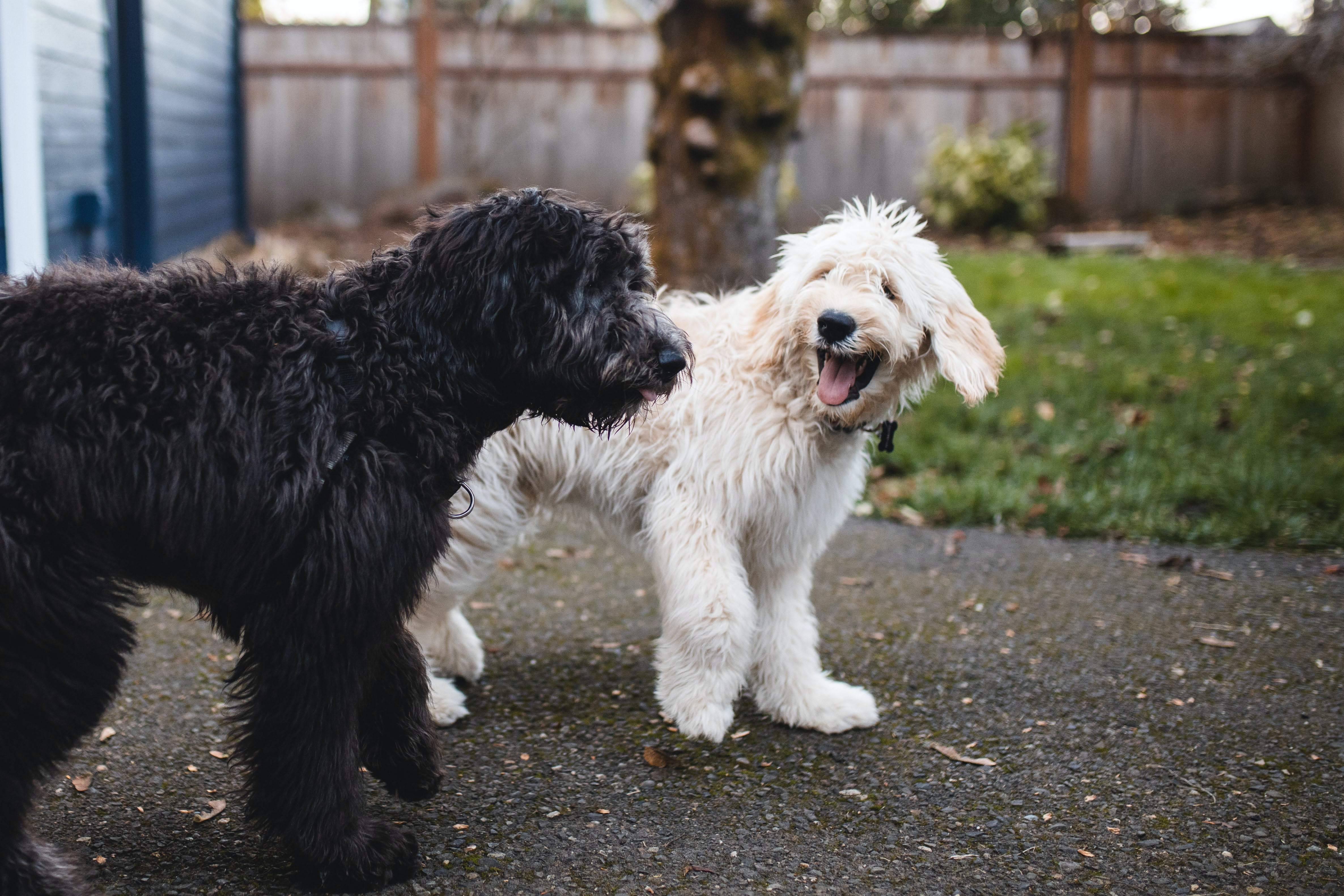 a black doodle dog near a white doodle dog