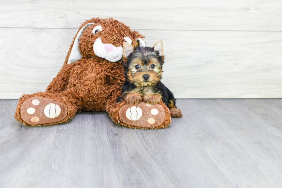 Meet Charlize - our Yorkshire Terrier Puppy Photo 