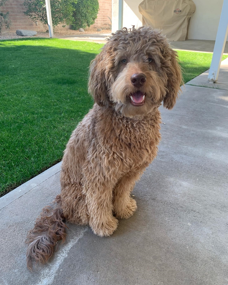 Charming Mini Labradoodle puppy with a positive outlook