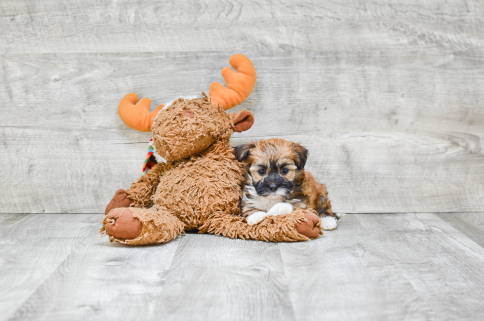 Small breed puppies for sale Teacup Pups for sale in Ohio Premier Pups