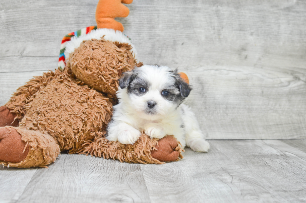 teddy bear breed puppies for sale