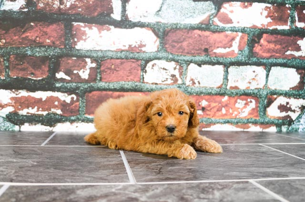 Miniature Goldendoodle puppies for sale Mixed small breed puppies for