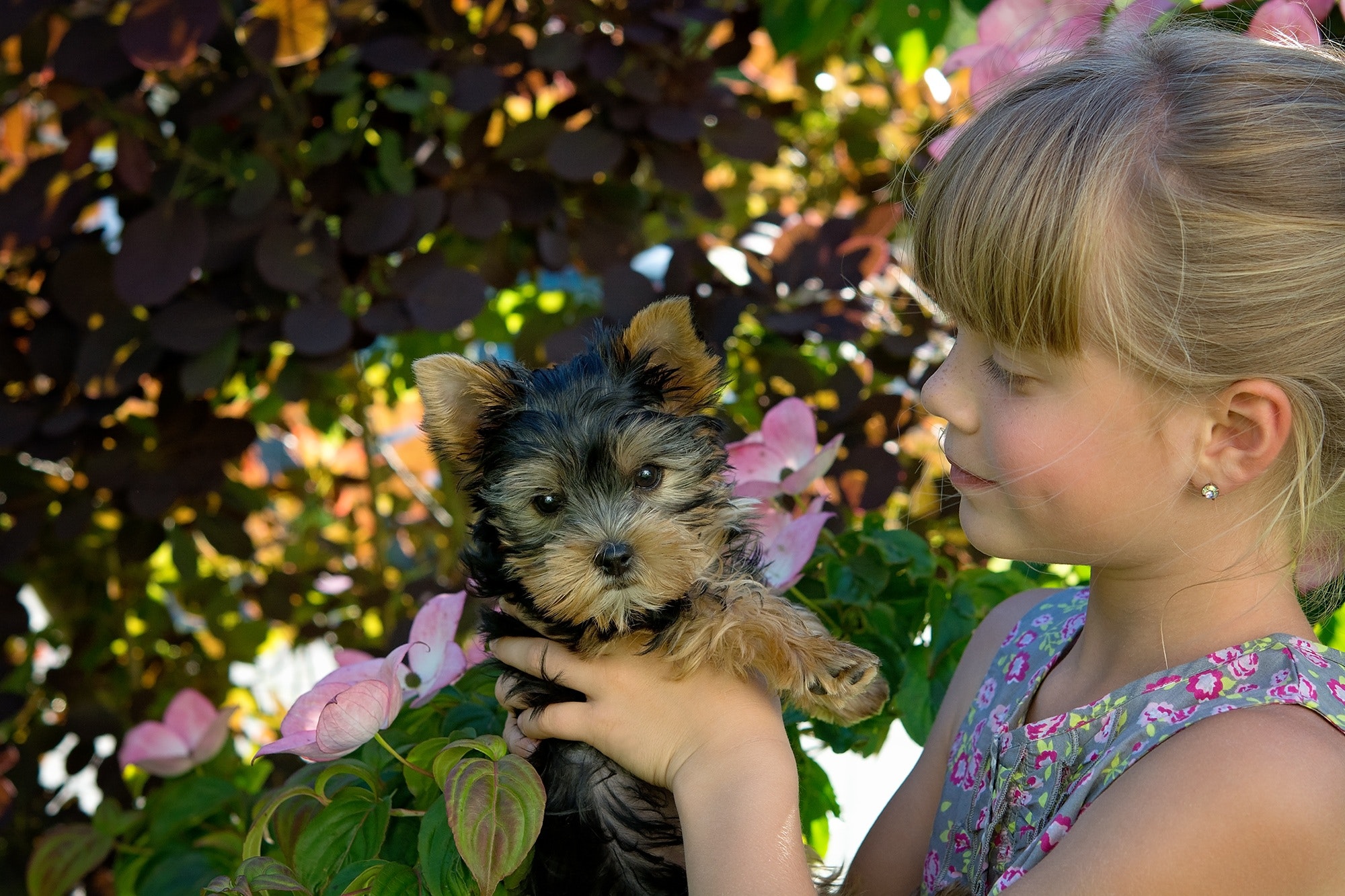 girl holding a tiny Yorkshire terrier