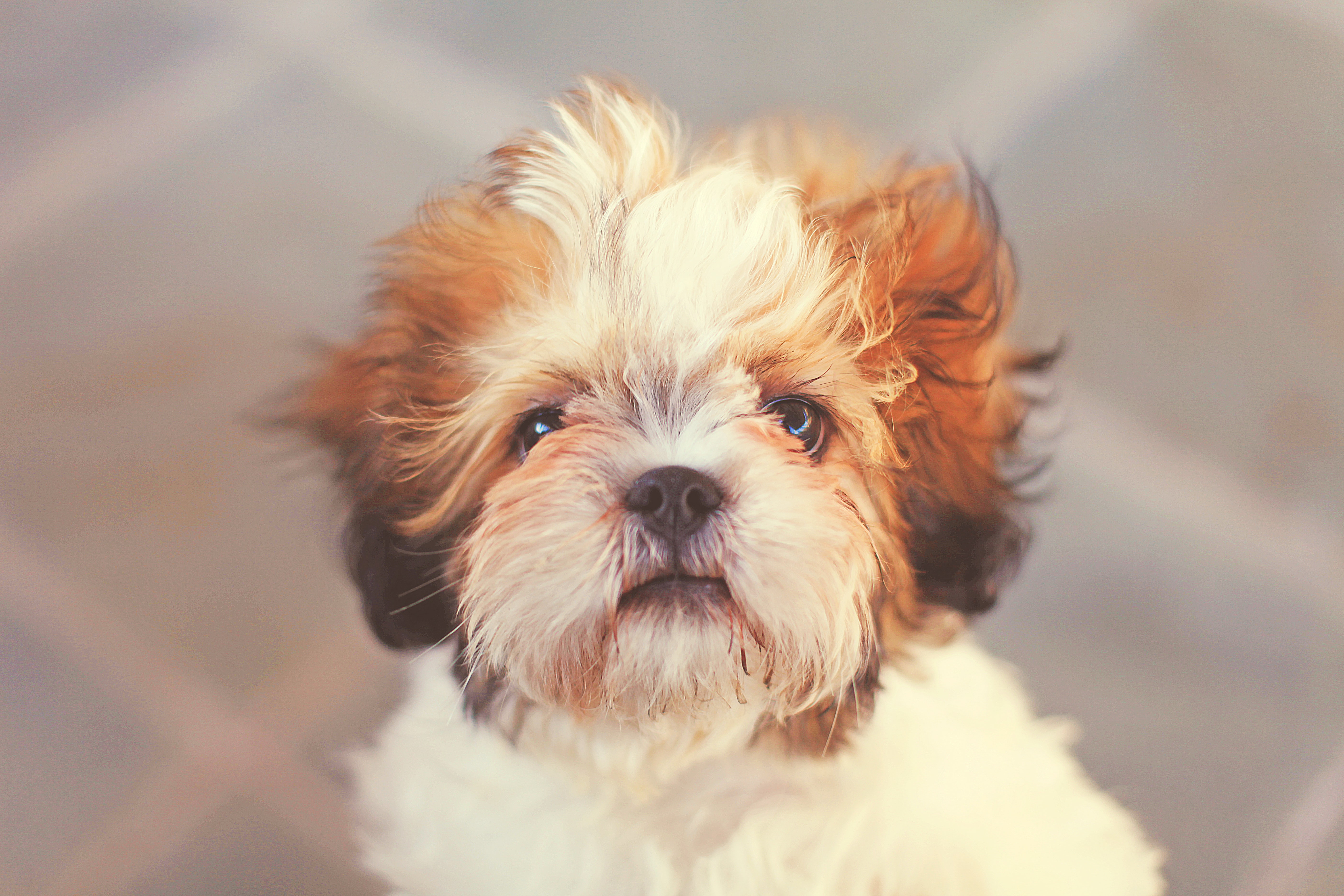 brown and white shih poo dog