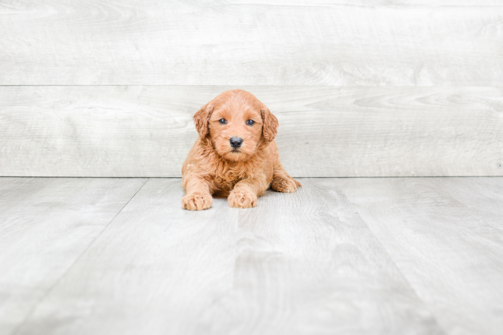Meet Ruth - our Mini Goldendoodle Puppy Photo 1/3 - Premier Pups