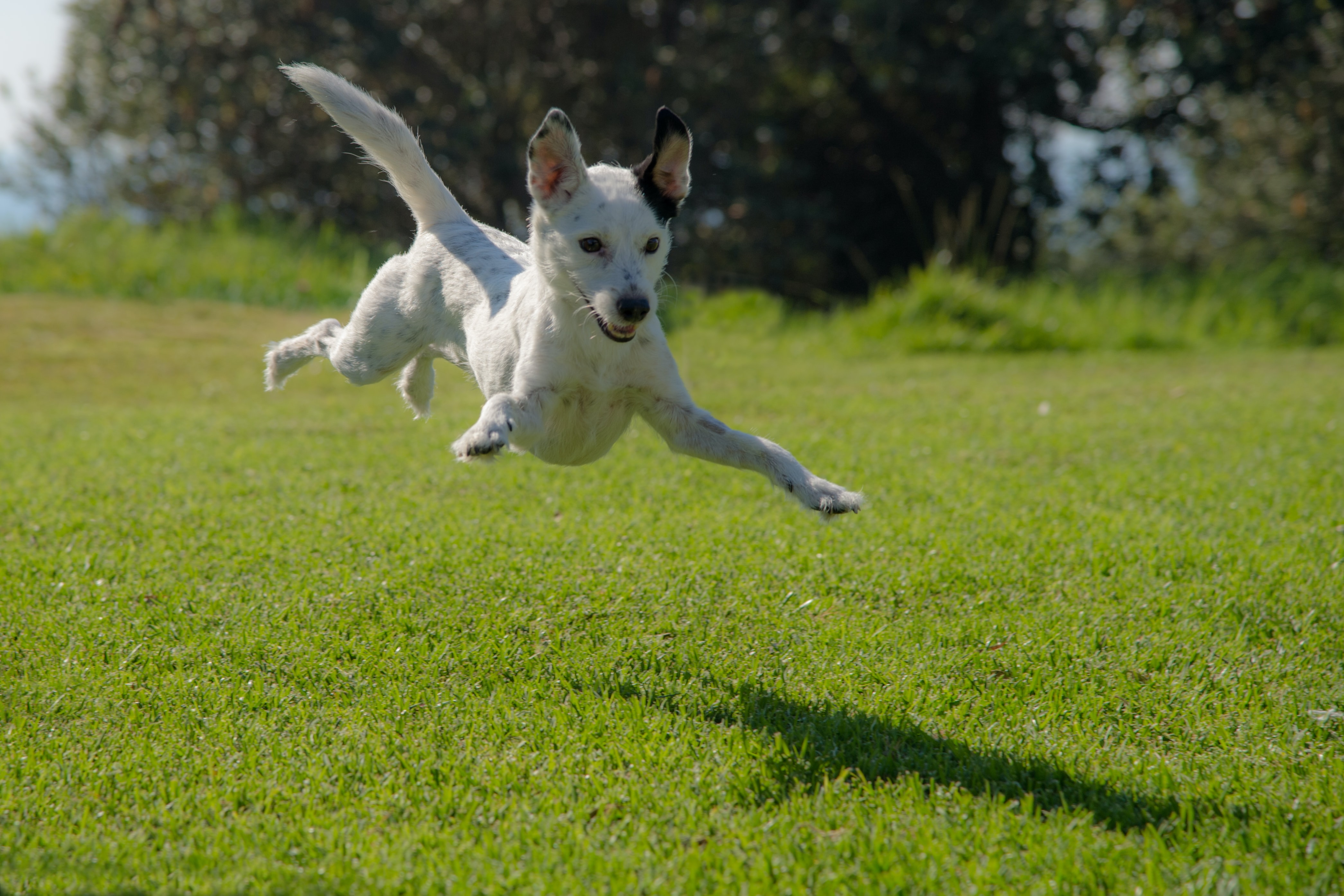 short coated white dog in mid air jump