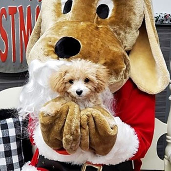 cream and white maltipoo sitting in the arms of a large plush toy