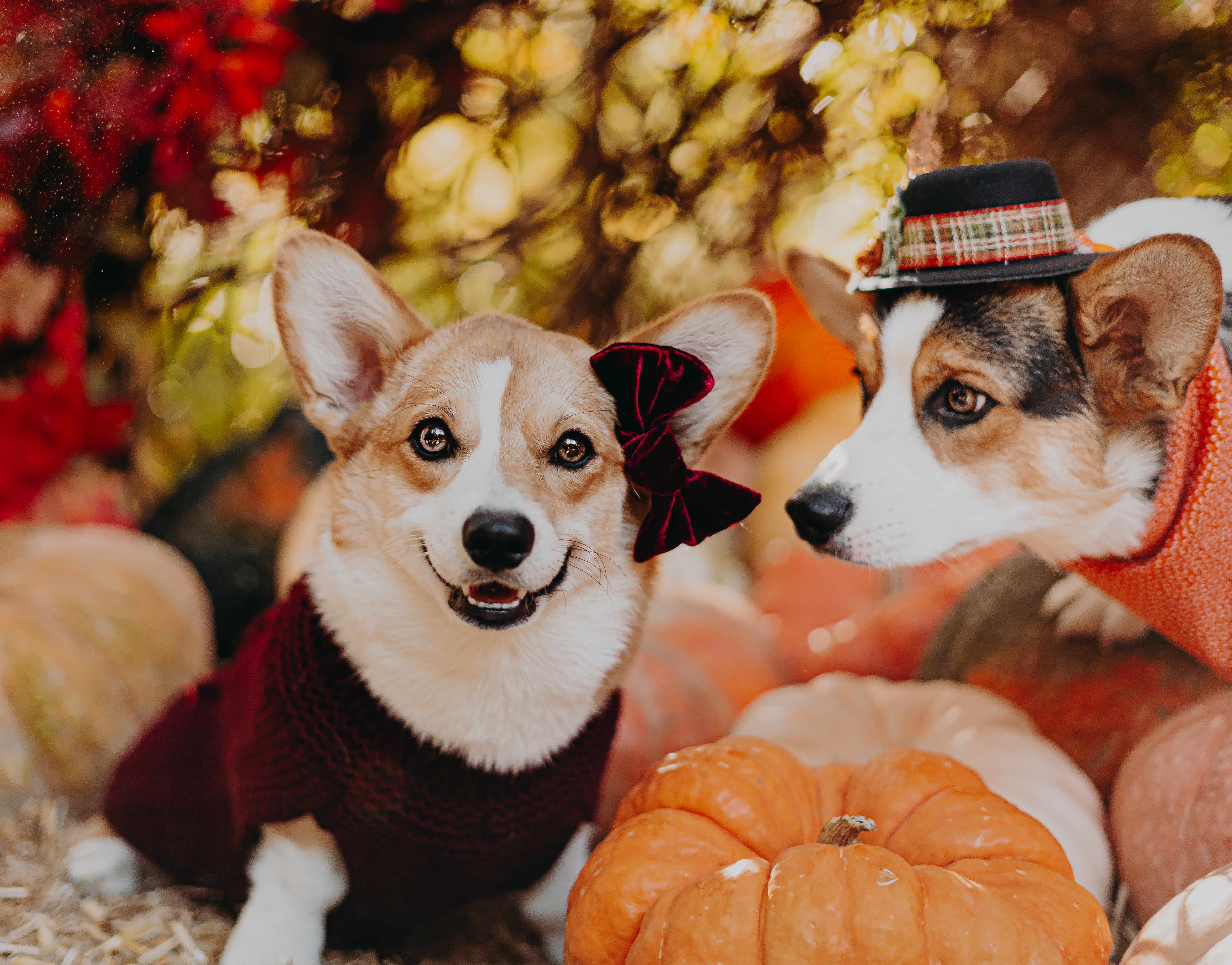 two corgis wearing outfits and posing with pumpkins