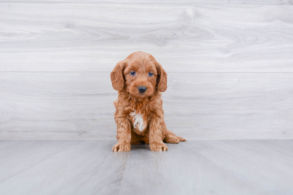 Meet Maserati - our Mini Goldendoodle Puppy Photo 3/3 - Premier Pups