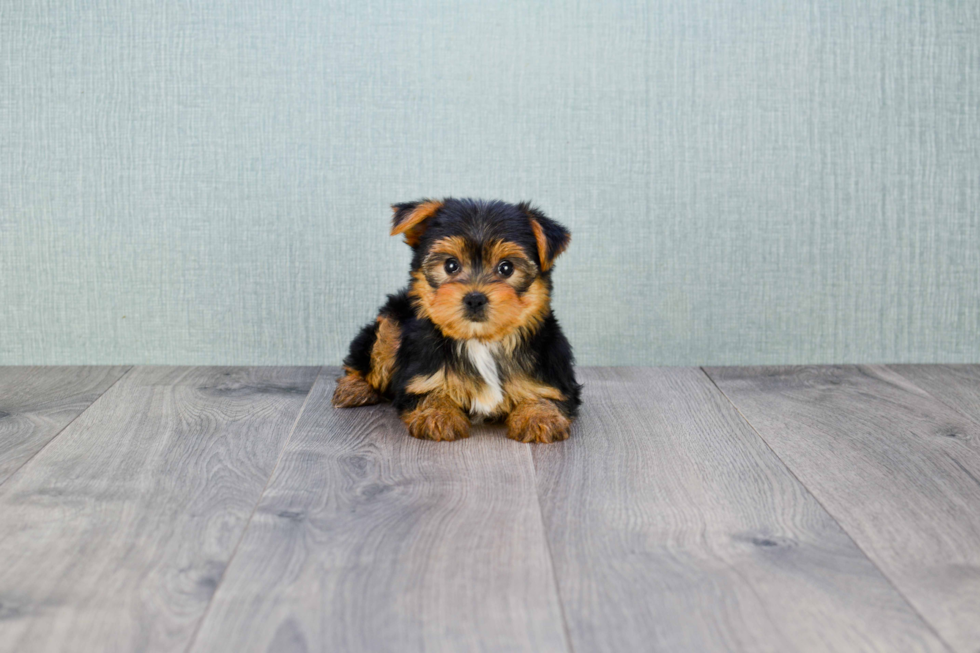 Meet Goldie - our Yorkshire Terrier Puppy Photo 