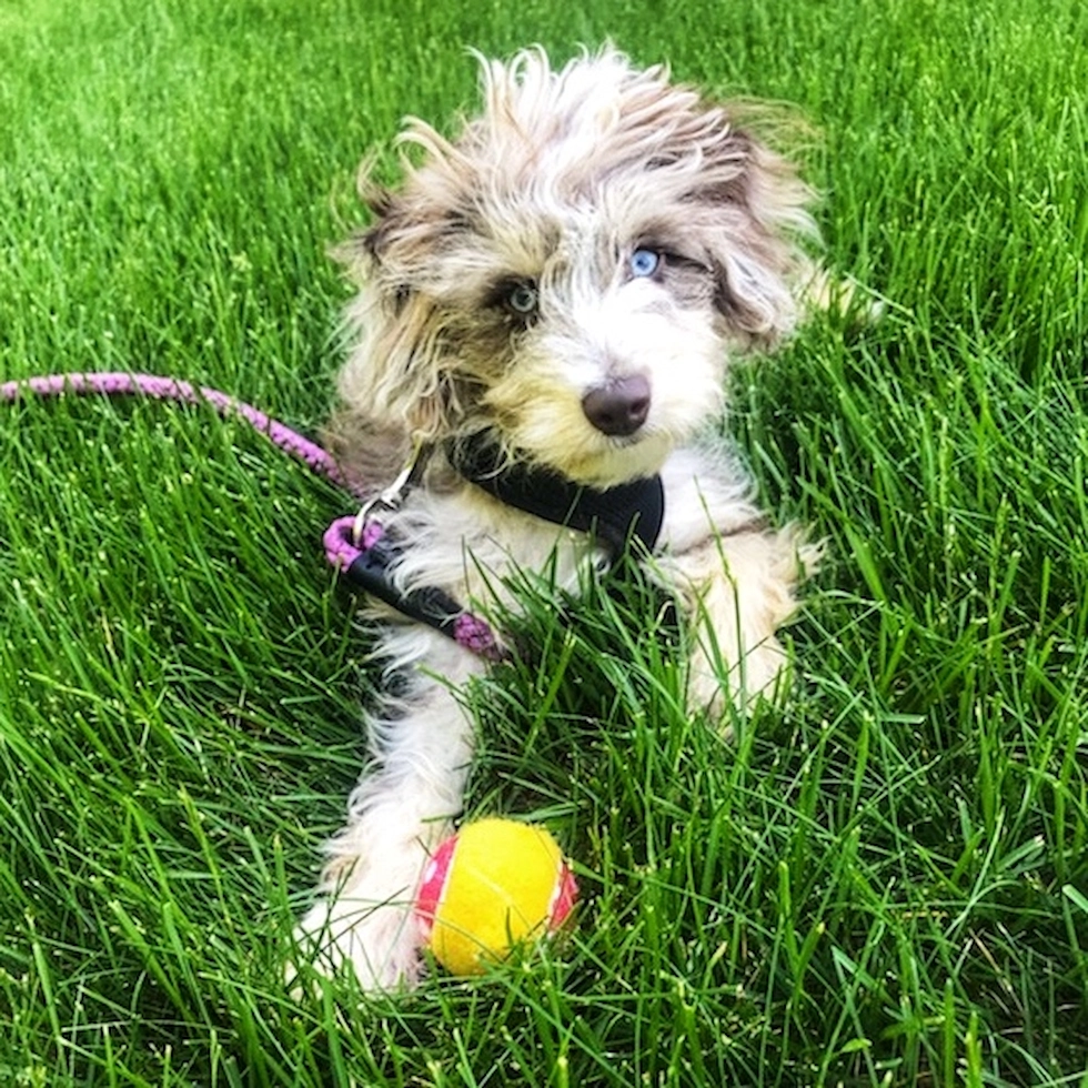 Mini Aussiedoodle exploring nature