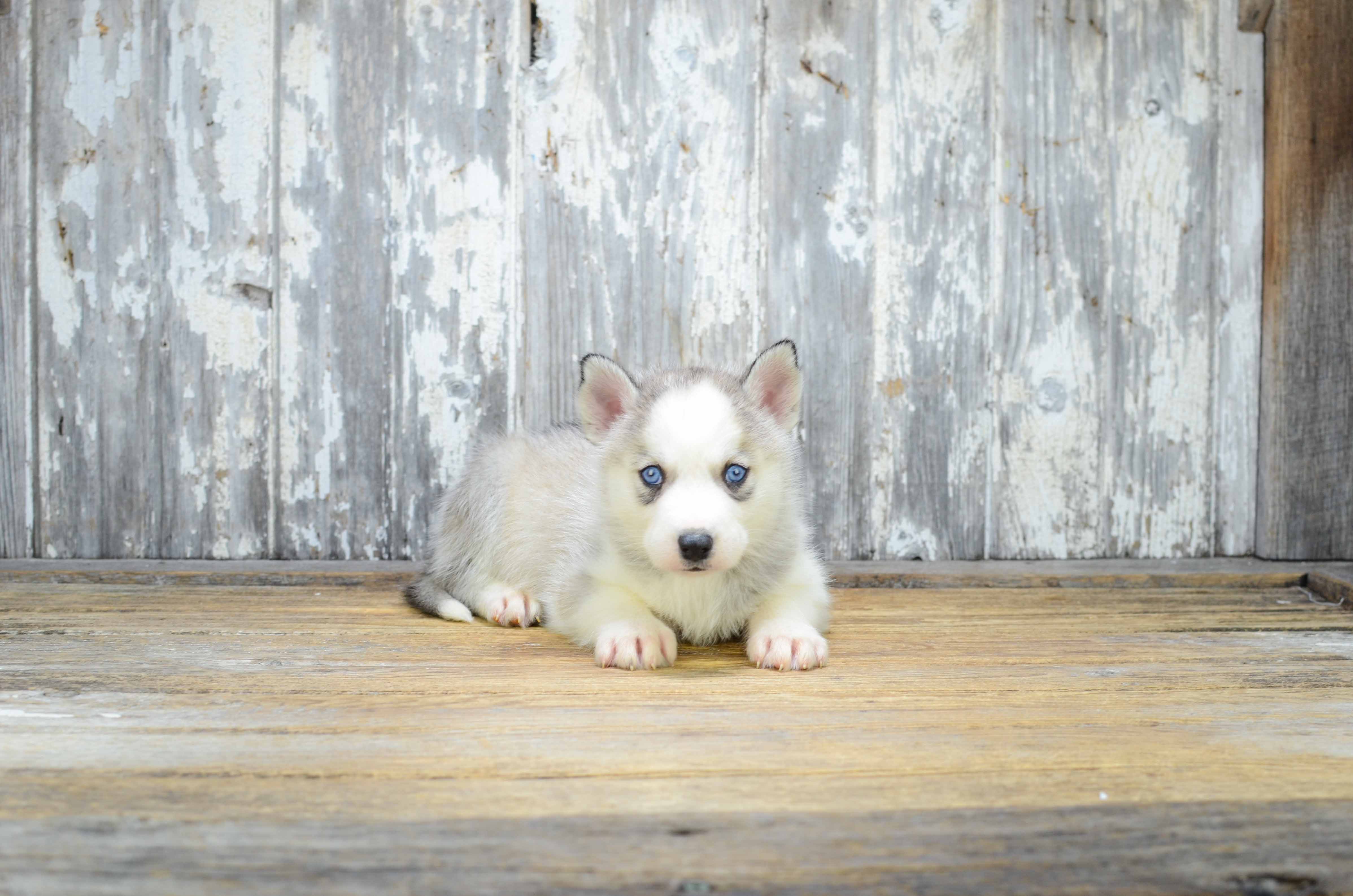 Pomsky Puppies For Sale | Small Cross Puppies Breeds For Sale In Ohio