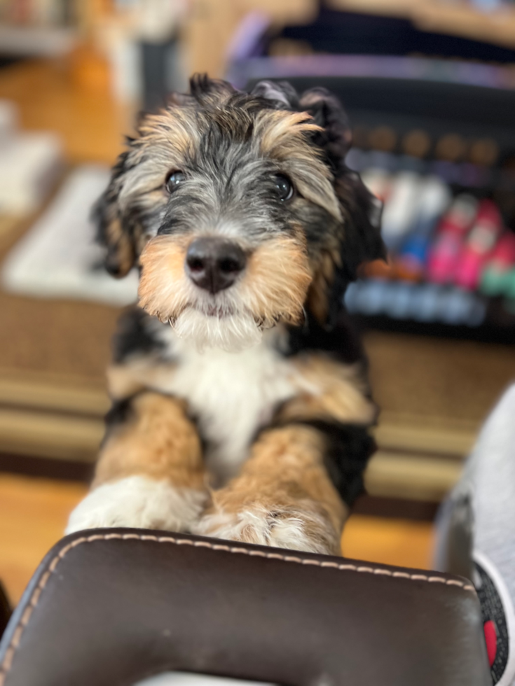 tricolor mini bernedoodle puppy looking attentively at the camera - smart mini bernedoodle breed