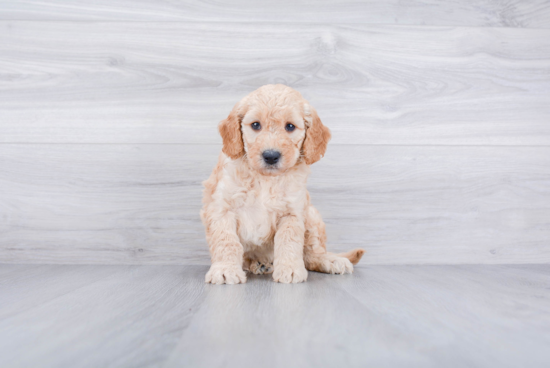 Mini Goldendoodle Pup Being Cute