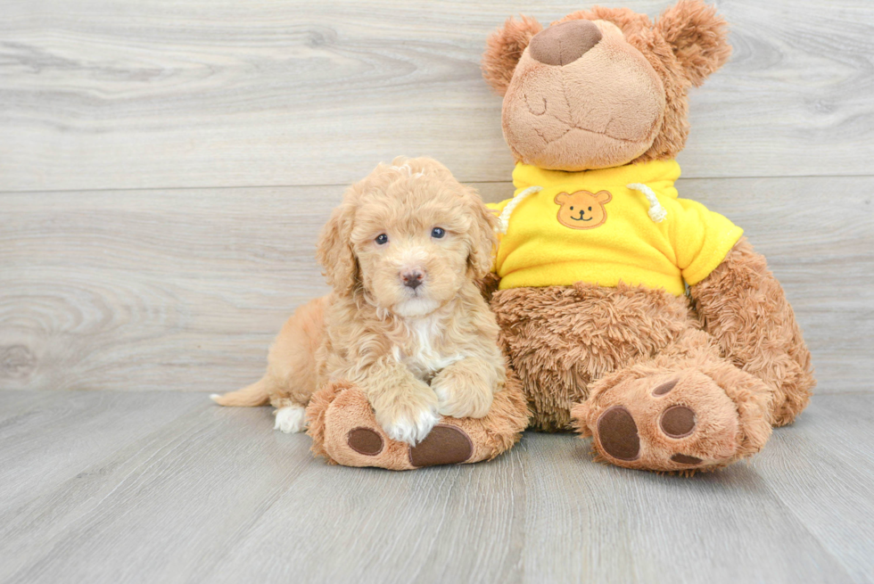 light colored mini bernedoodle puppy next to a plush teddy bear 