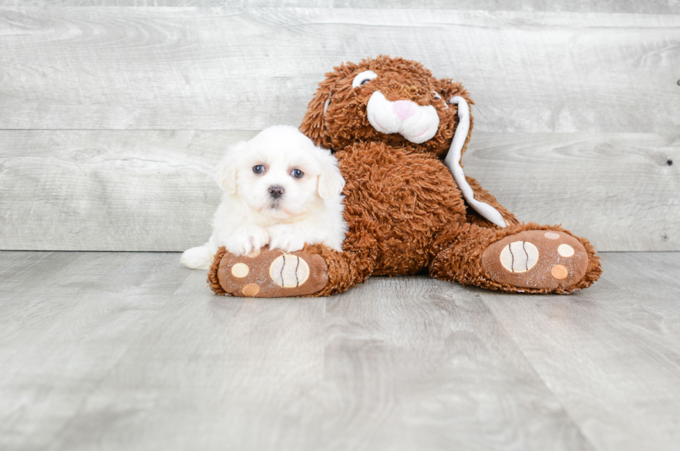 teddy bear shichon puppies for sale