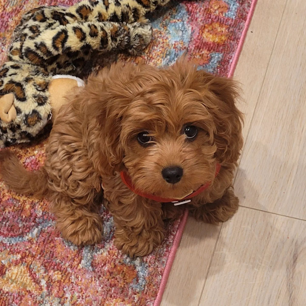 adorable brown cavapoo puppy