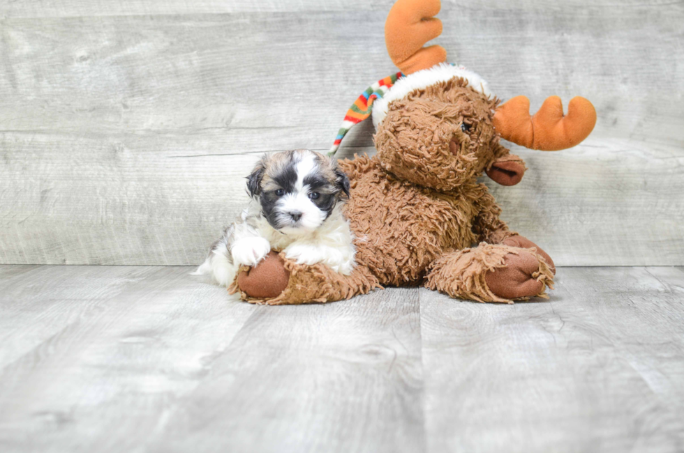 teddy puppies michigan teddy puppies for sale in michigan the best of 2018 teddy puppies michigan teddy puppies for sale in michigan the best of 2018